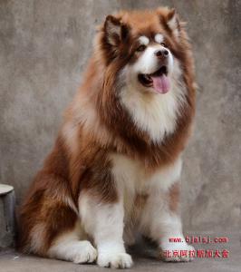 巨型阿拉斯加雪橇犬牌子好不好 成年阿拉斯加