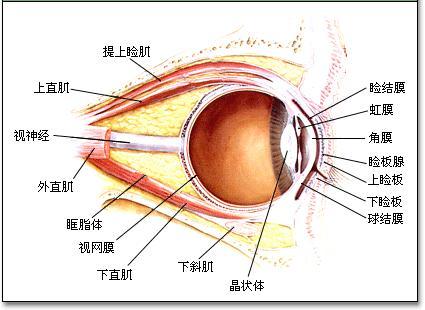 组织结构 眼睑由浅及深分别是皮肤,皮下组织,肌层,睑板和睑结膜.