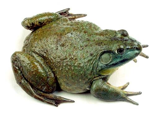 其他一些大型蛙类亦称牛蛙