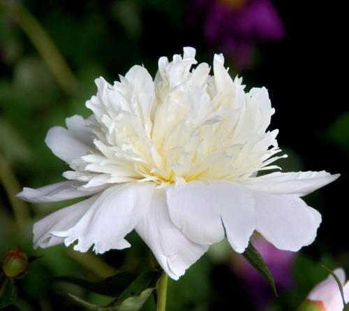 芍药(芍药科,芍药属多年生草本花卉)