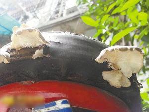 电瓶车后座长蘑菇