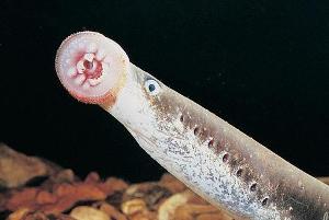 空手指+-+搜搜百科