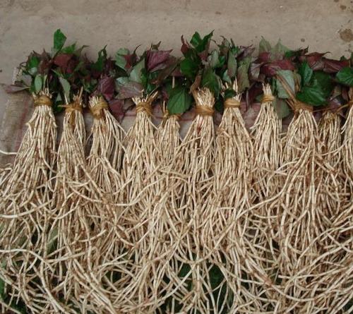 体外试验证明,+鱼腥草煎剂对多种革兰阳性细菌