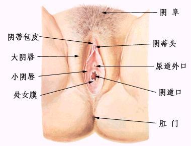 阴道白斑+-+搜搜百科