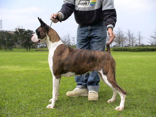 拳师犬