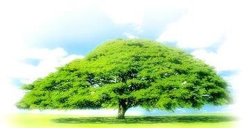 榕树下