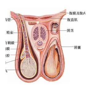 鞘膜积液+-+搜搜百科