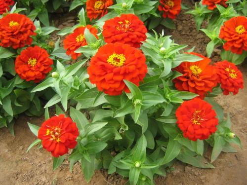 名 称 百日草 学 名:zinnia eiegans 别 名 百日菊