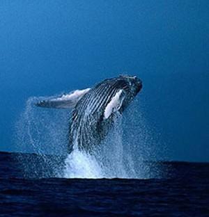 壁纸 动物 海洋动物 鲸鱼 桌面 300_312