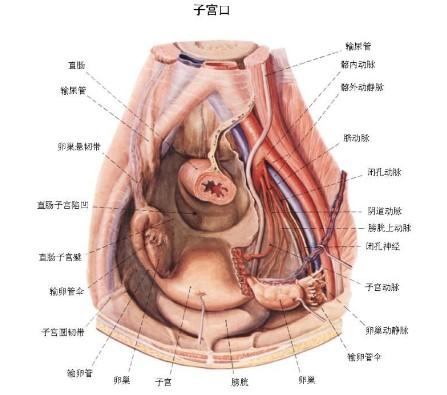 子宫内膜炎