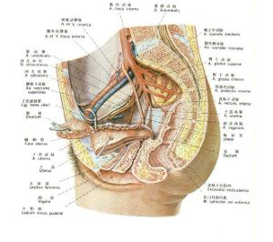 中医子宫内膜炎分类   1,湿热蕴结型子宫内膜炎:症见小腹疼痛拒按