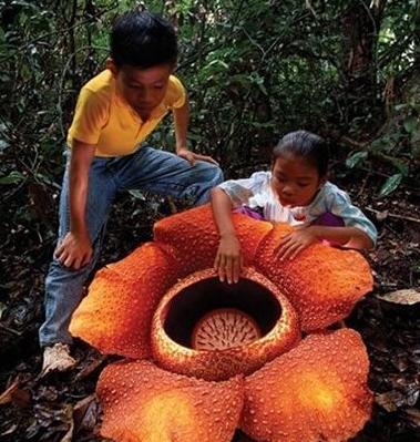 食人花
