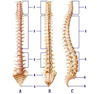 脊柱生理弯曲消失