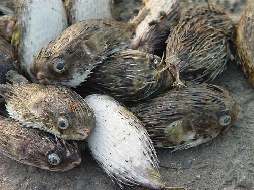 全部版本 历史版本 河豚毒素中毒是因进食河豚鱼后发生中毒的一种