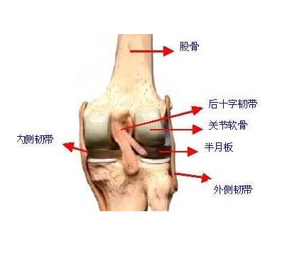 膝盖滑膜炎-+搜搜百科