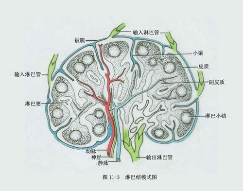 腹股沟淋巴结肿大