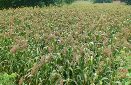 甜蜀黍便宜价格 甜玉米粒质量好吗