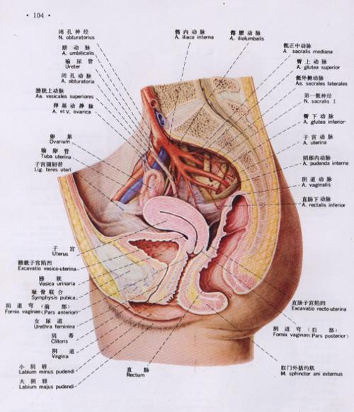 子宫是女性的生殖器官