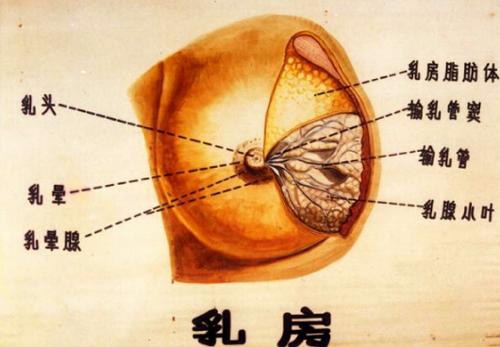 乳腺小叶增生