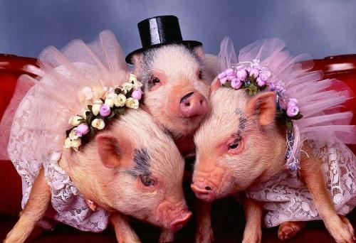 香猪 - 搜搜百科