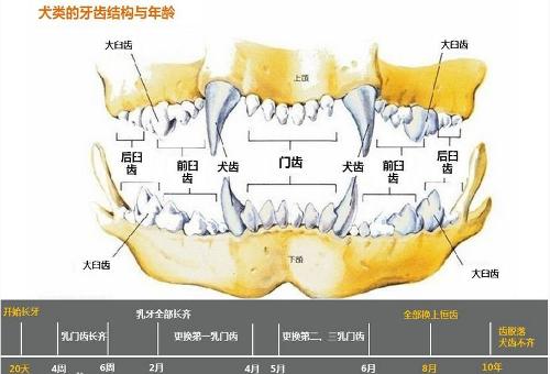 答:年龄牙齿状况19-28日龄乳切齿长出21-28日龄第3乳前臼齿长出21-35