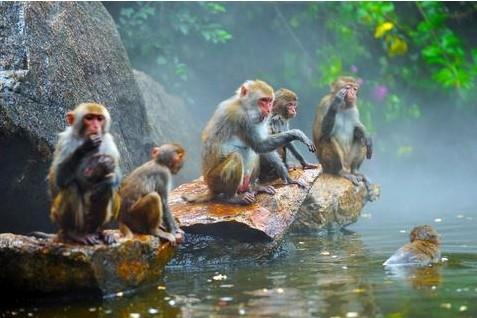 猕猴过着群居生活,主要以母猴和小猴为主