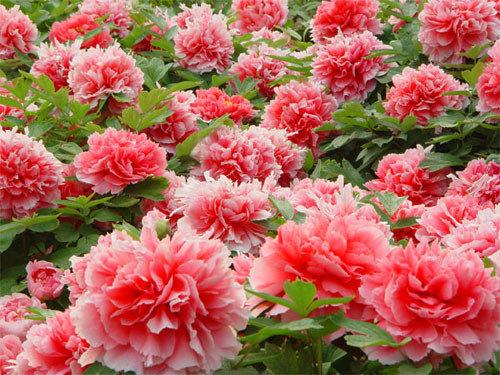 菏泽(山东省地级市)