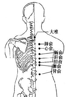 胆俞穴