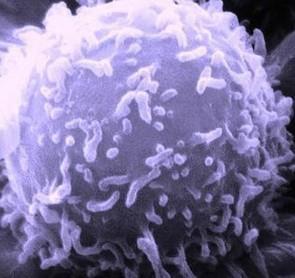 淋巴细胞_简述淋巴细胞的分化过程.