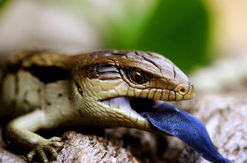 蛇属于两栖动物还是陆生动物 20130705171601-1067372051.jpg