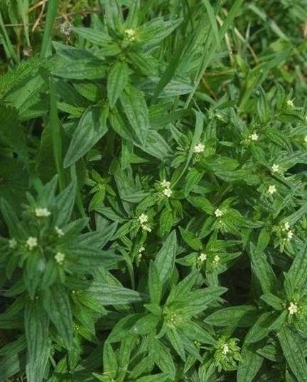紫草