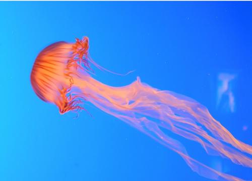 刺胞动物门钵水母纲浮游生物