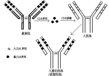 怎样区分抗体,抗体,病原体