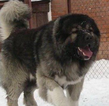 高加索牧羊犬