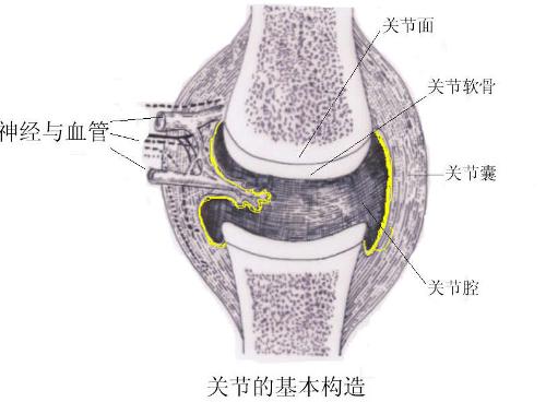【关节囊松弛】 关节囊是包绕动关节相对的两个骨端的结缔组织膜囊