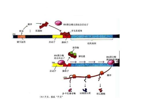 乳糖操纵子模型