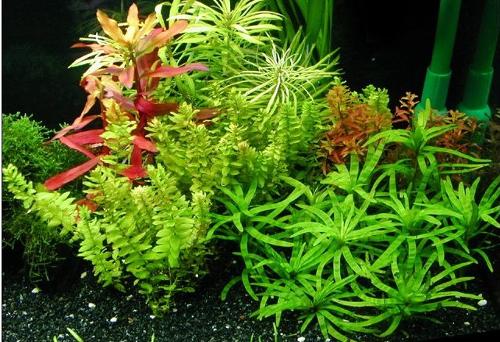 藻类植物