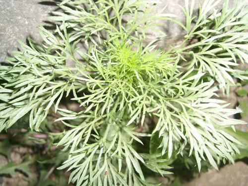 因陈蒿(《本草拾遗》),绵茵陈(《本经逢原》),绒蒿,细叶青蒿(《广西