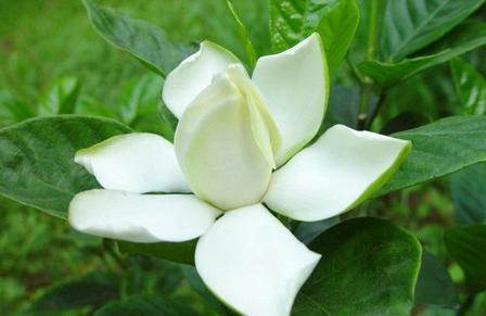 栀子花-+搜搜百科