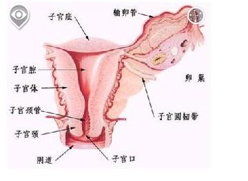 阴道出血是指来自生殖道任何部位的出血,其出血表现形式可分月经苟噜