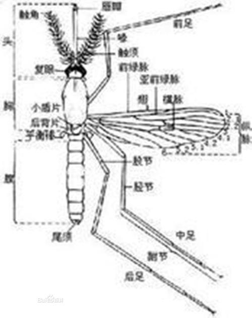 该版本已锁定 摘要 中文名:中华按蚊 外文名:anopheles sinensis 分布