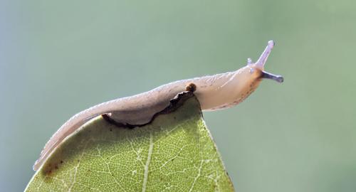 鼻涕虫; 鼻涕虫卡通画02:00 鼻涕虫 简单卡通画图片大全; 鼻涕虫动画