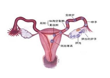排卵期出血+-+搜搜百科