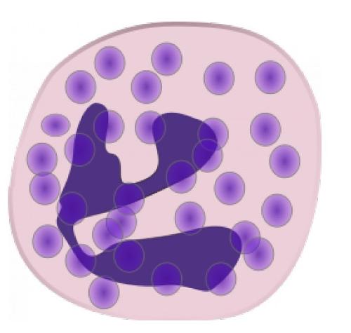 嗜中性粒细胞+-+搜搜百科