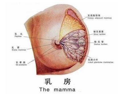 当妈妈发现有乳核后应该及时进行母乳喂养,多让宝定吸吮 西医学名