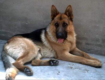 牧羊犬