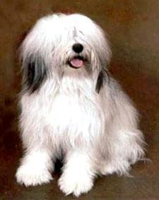 牧羊犬
