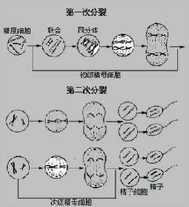 为什么种子种的细胞不能进行减数分裂