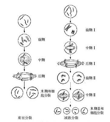 植物减数分裂中的染色体配对,联会和重组研究进展