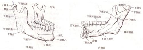 上下颌骨解剖结构